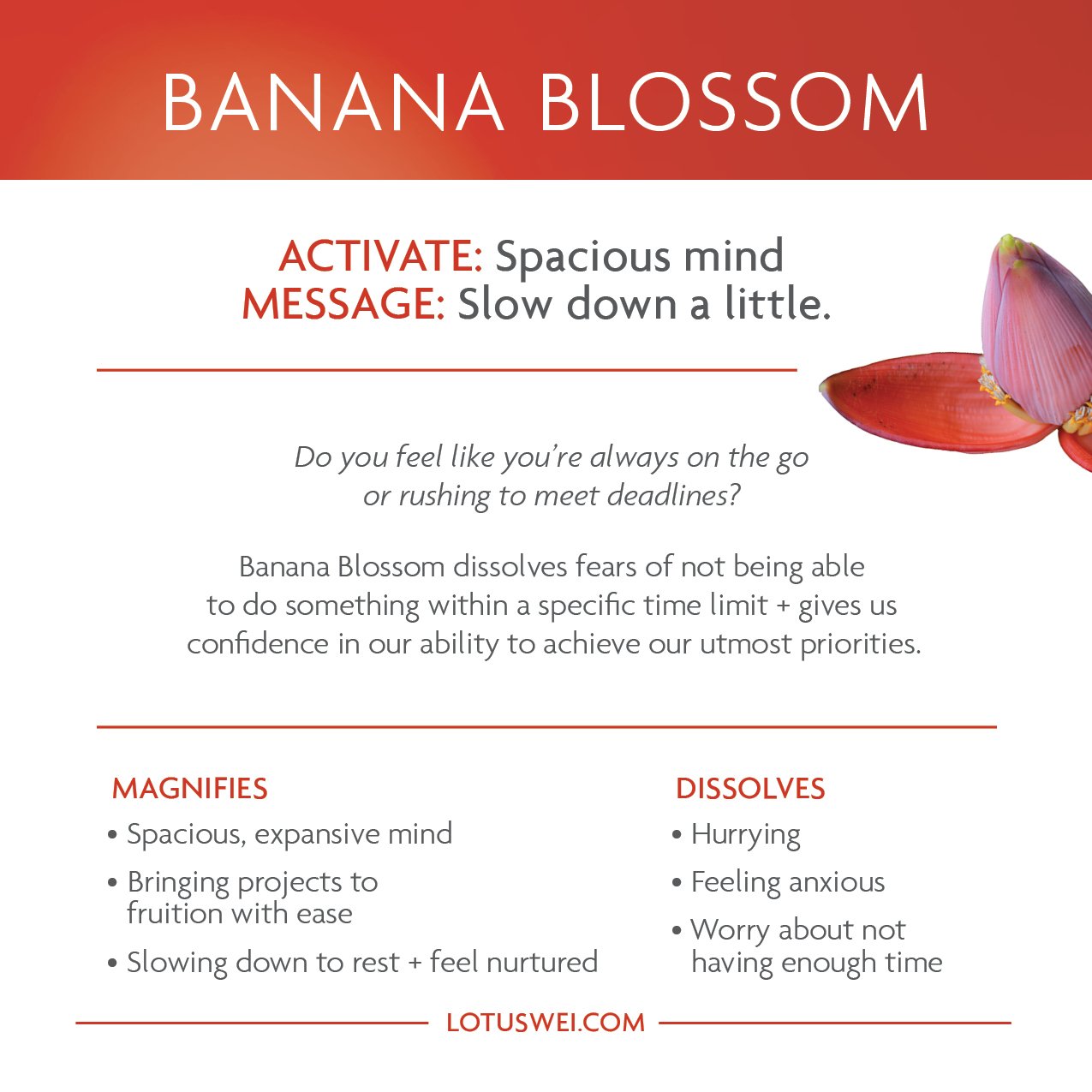 flowerevolution card deck LOTUSWEI flower essences FECD