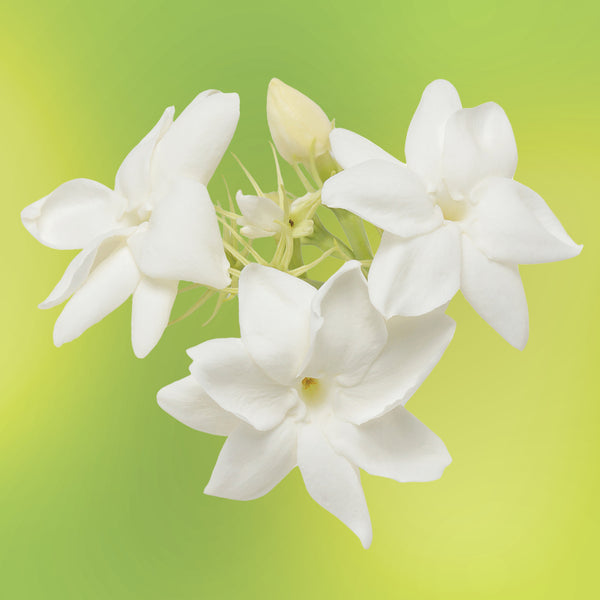 True Abundance Flower Essence Set LOTUSWEI