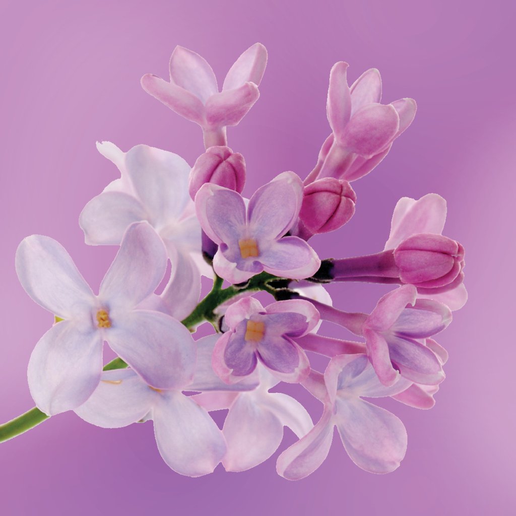 Lilac flower essence LOTUSWEI flower essences