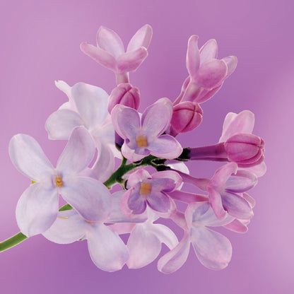 Lilac flower essence LOTUSWEI flower essences