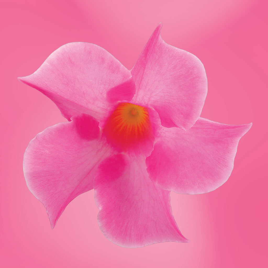 Mandevilla flower essence LOTUSWEI flower essences
