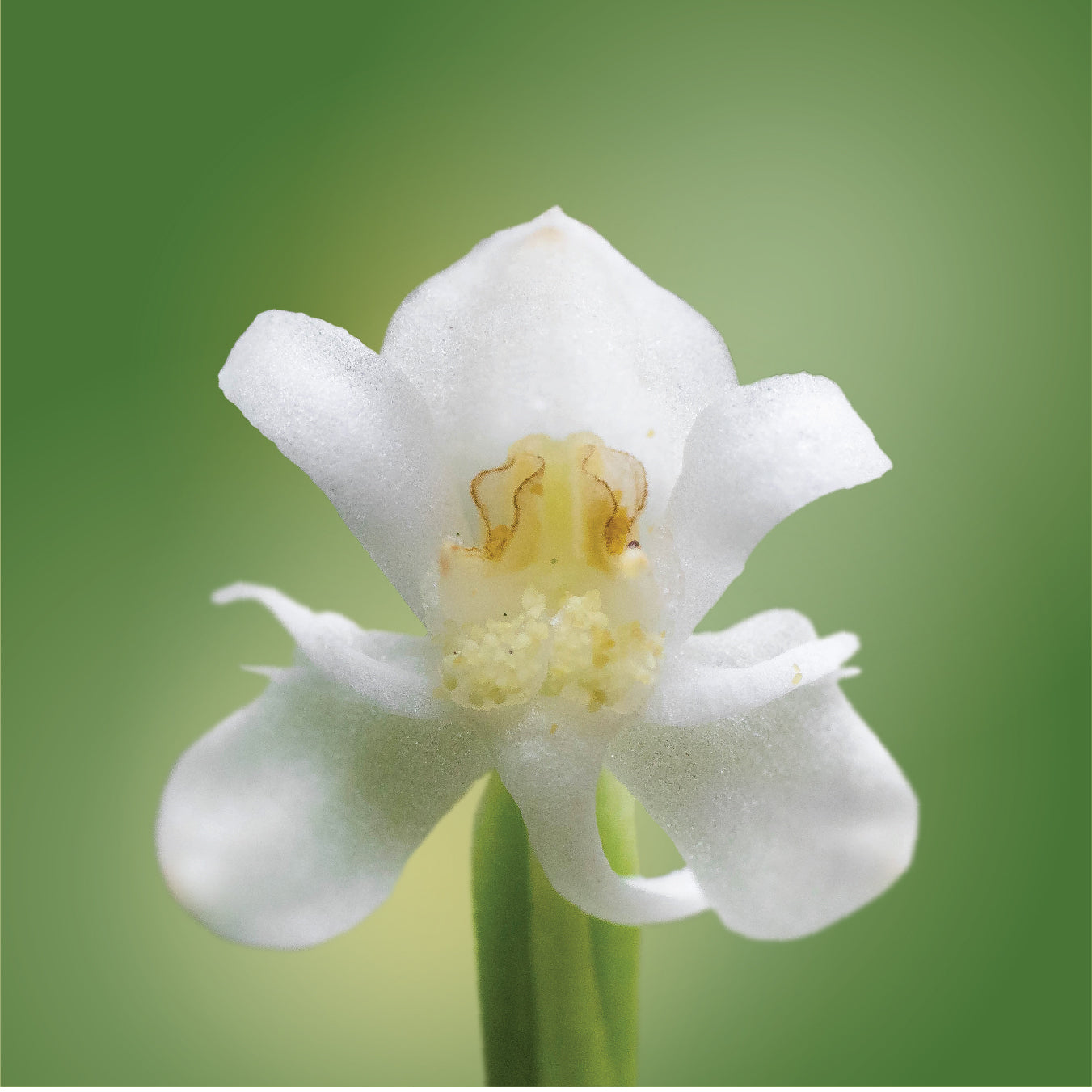 Monteverde Rein Orchid Elixir