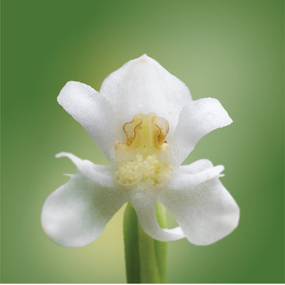 Monteverde Rein Orchid Elixir
