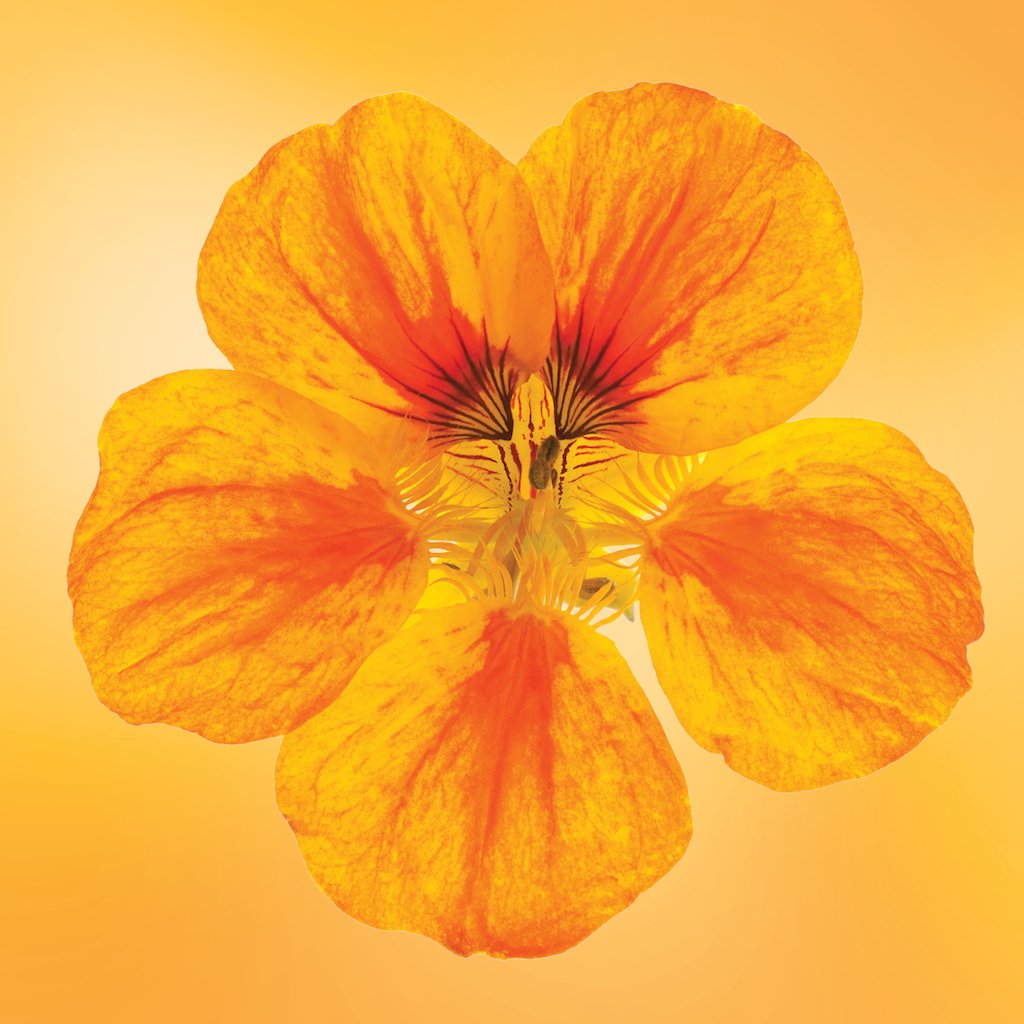 Nasturtium flower essence LOTUSWEI flower essences