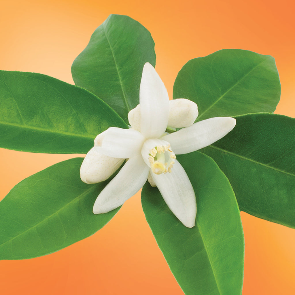 Navel Orange Blossom flower essence LOTUSWEI flower essences