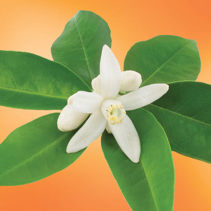 Navel Orange Blossom flower essence LOTUSWEI flower essences