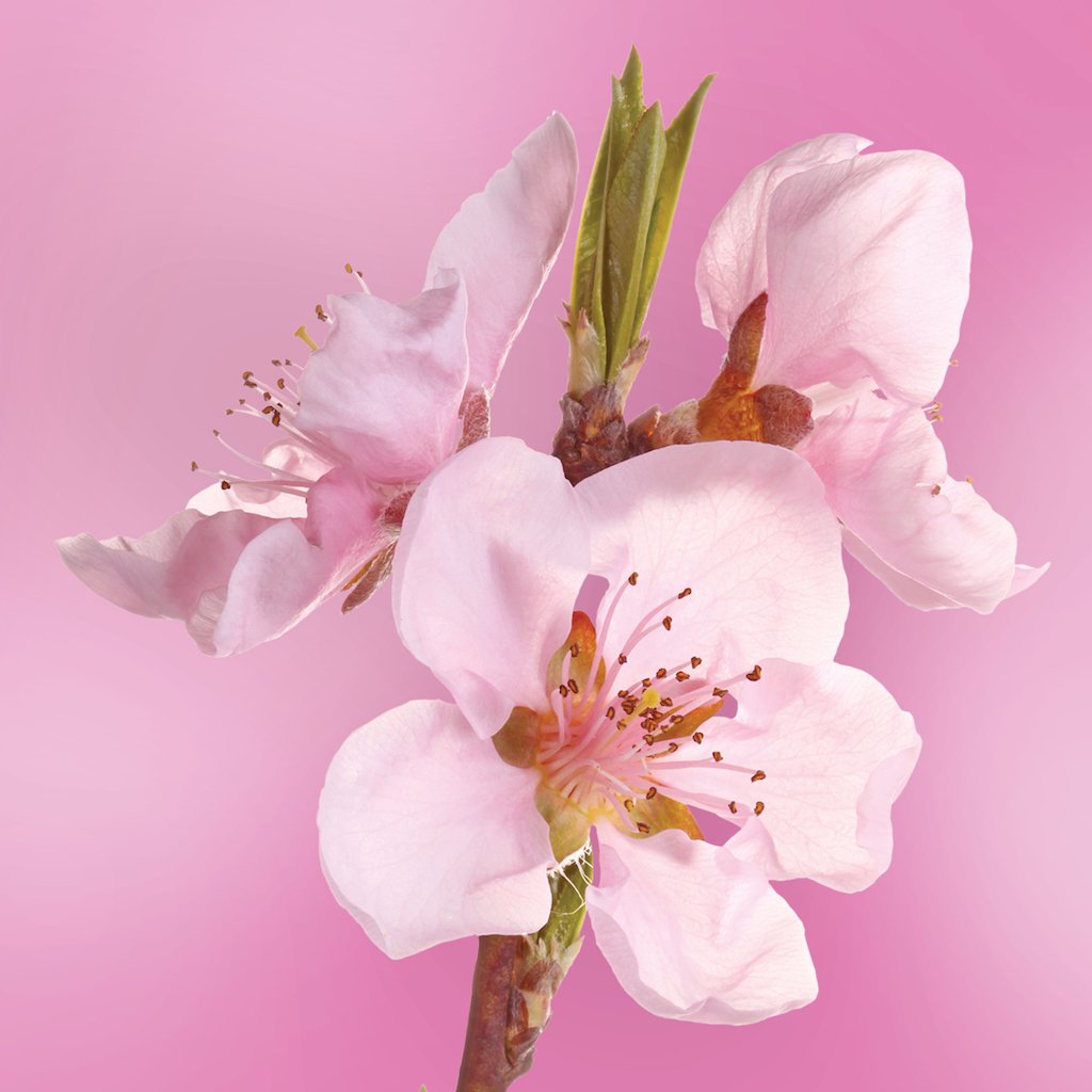 Nectarine Blossom flower essence LOTUSWEI flower essences