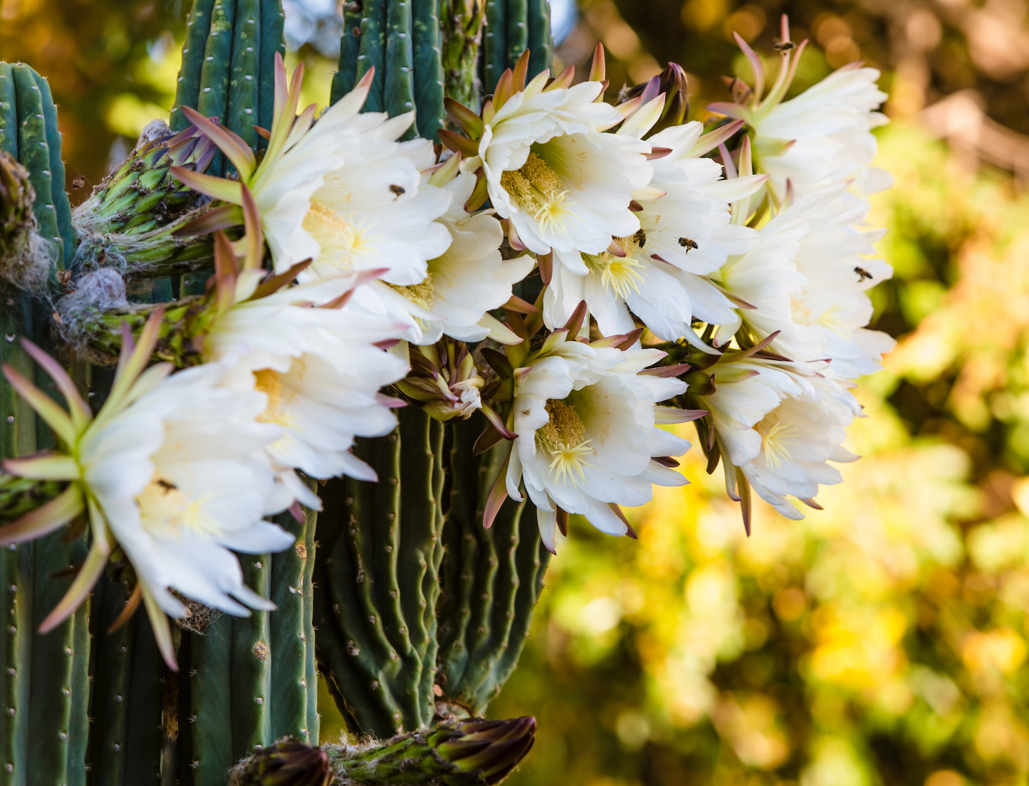 Night Blooming Cereus Elixir