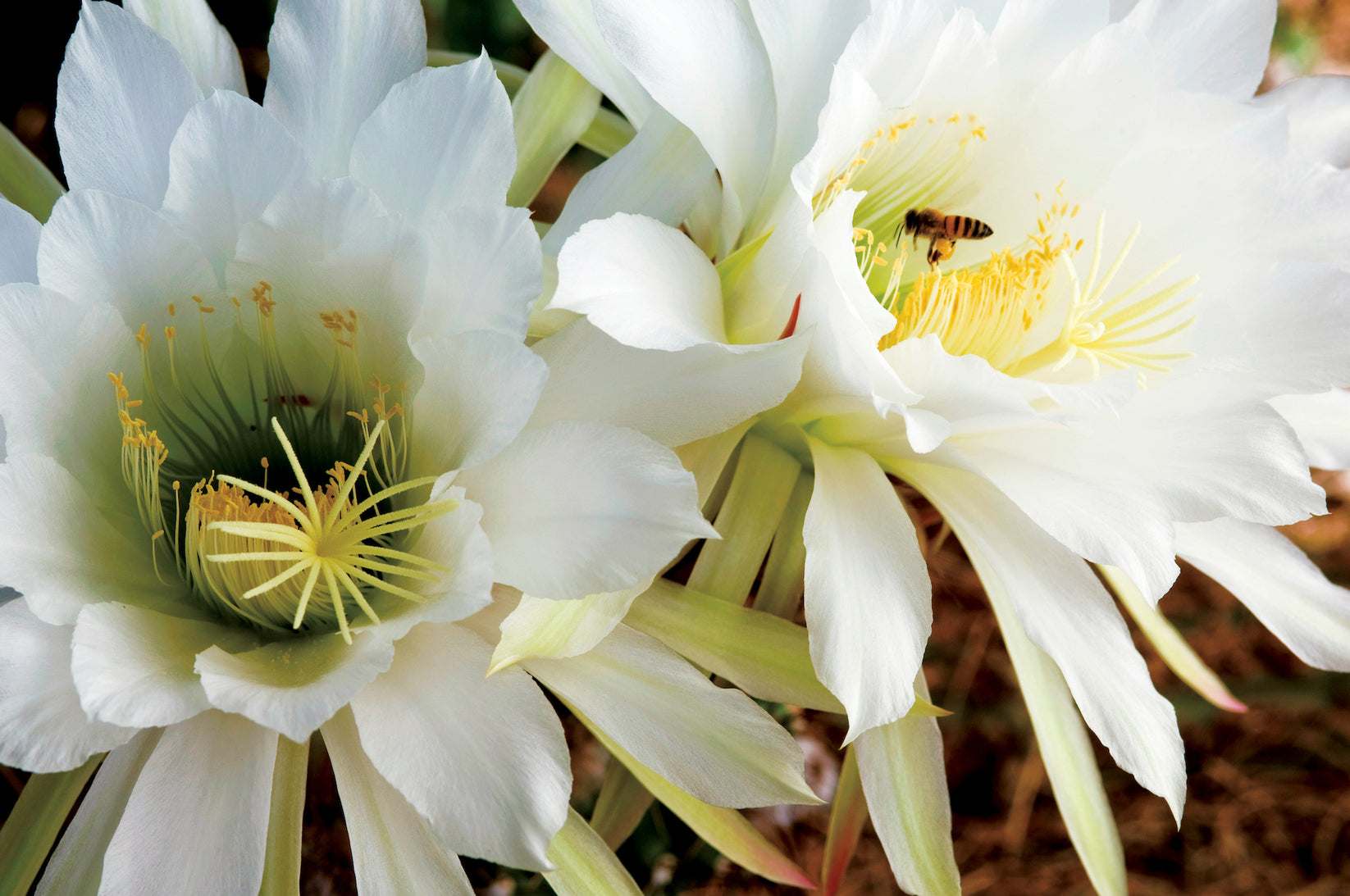 Night Blooming Cereus Flower Essence | LOTUSWEI