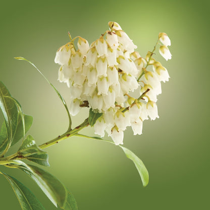 Pieris Elixir