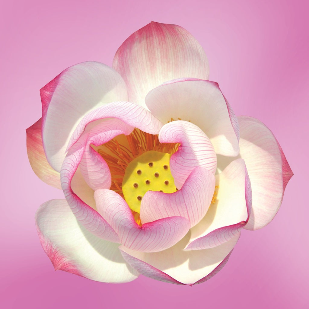pink lotus flower essence LOTUSWEI flower essences