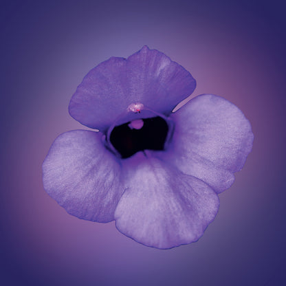 Purple Wishbone Flower Elixir