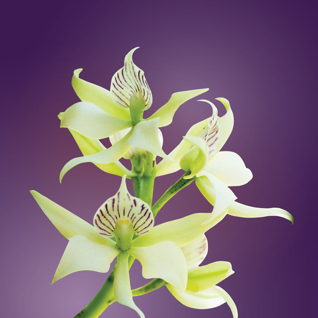 Radiance Orchid Elixir