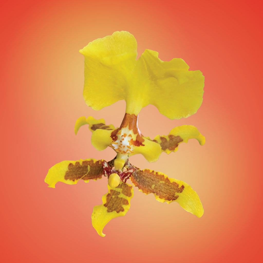 Rain of Gold Orchid Elixir