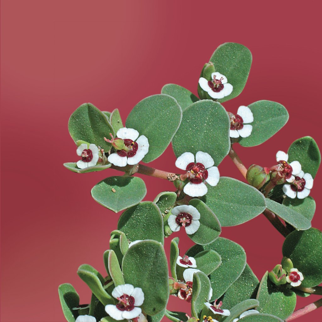 Rattlesnake Flower Elixir