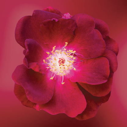 Rose flower essence LOTUSWEI flower essences