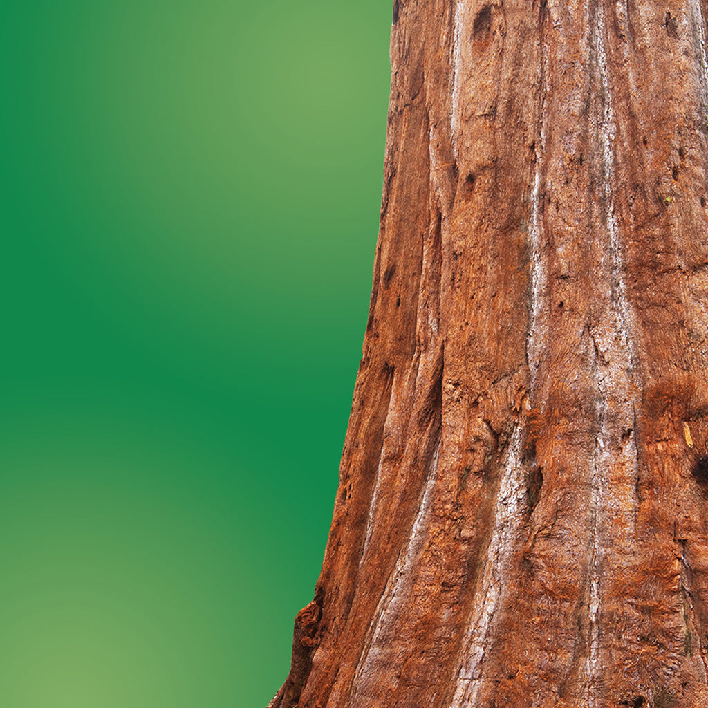 Redwood LOTUSWEI flower essences