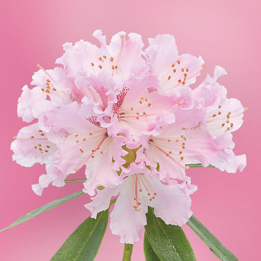 Rhododendron flower essence LOTUSWEI flower essences