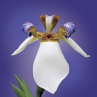 Running Iris Flower Elixir