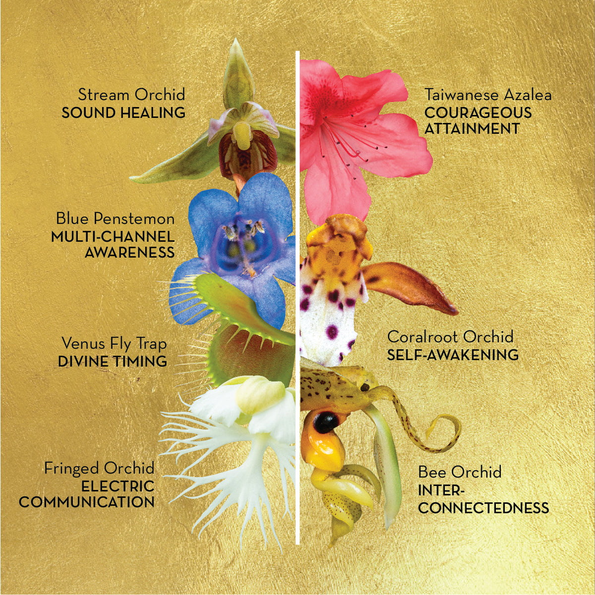Sacred Elixir Sacred Awareness Flower Elixir: Clarity & Insight – LOTUSWEI