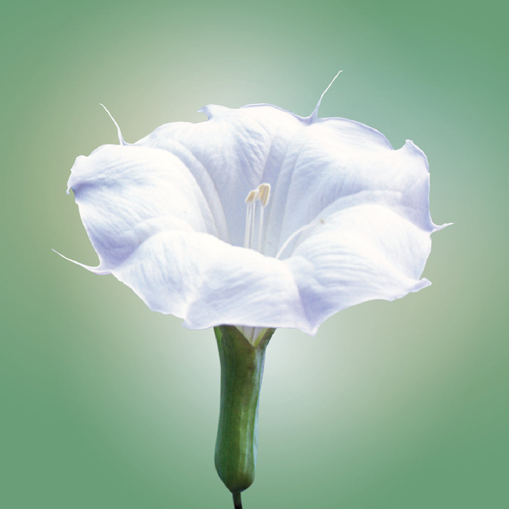 Sacred Datura Flower Elixir