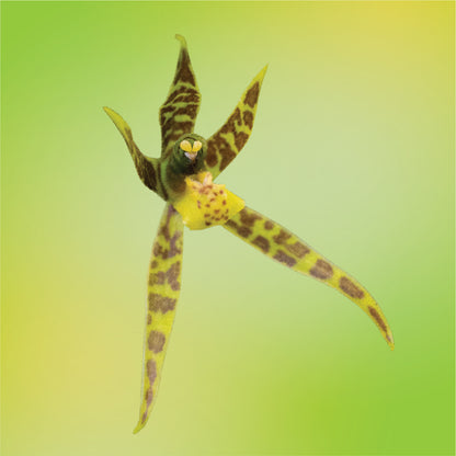 Spider Orchid Elixir
