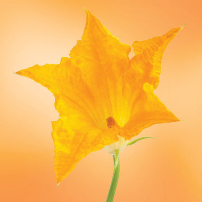 Squash Blossom Elixir