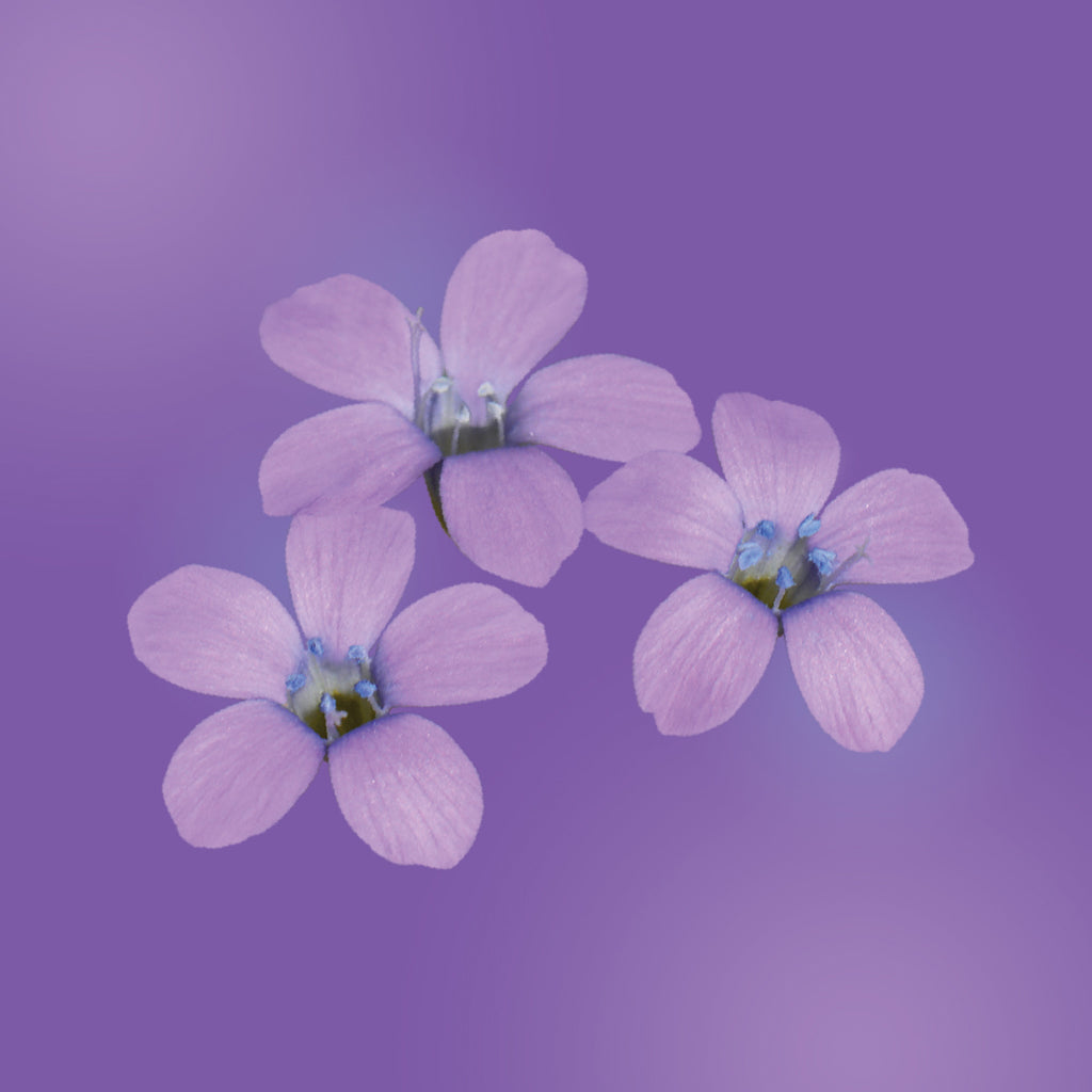 Star flower LOTUSWEI flower essences