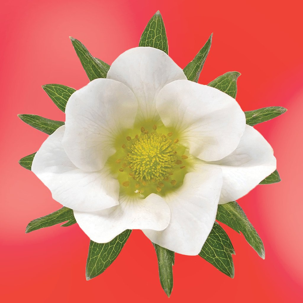 Strawberry Blossom Elixir