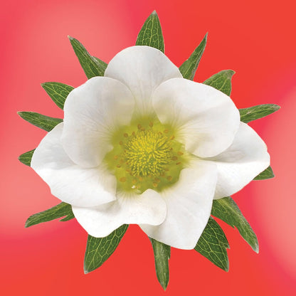 Strawberry Blossom Elixir