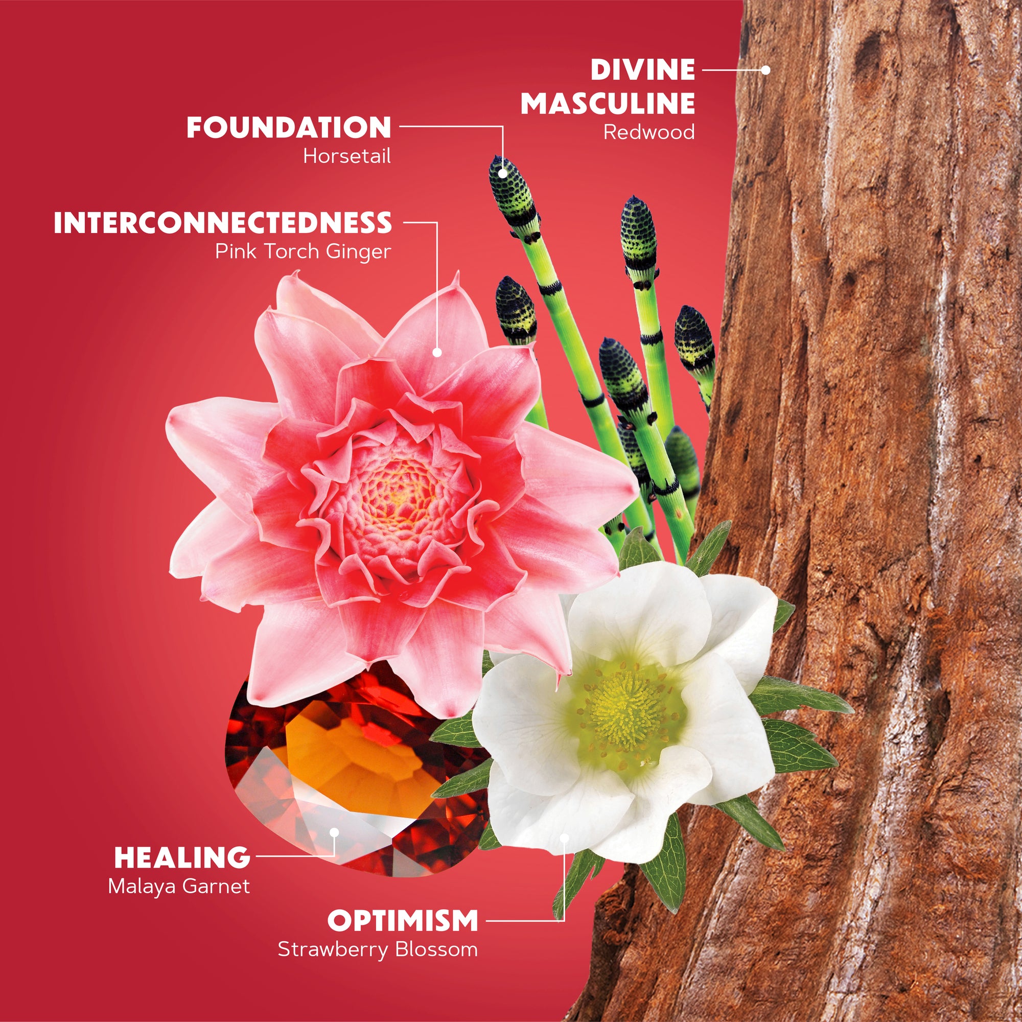 Strength Elixir Transparent True Strength Elixir | Inner Resilience Boost Drops