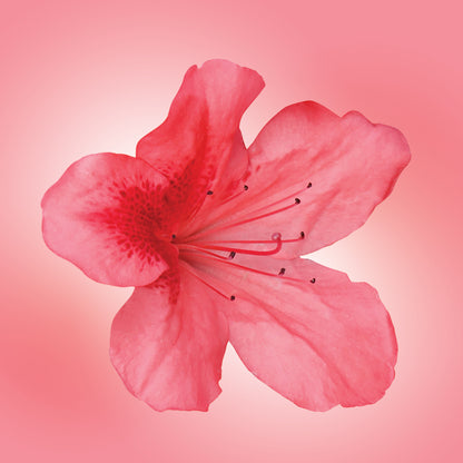 Taiwan Azalea Flower Elixir