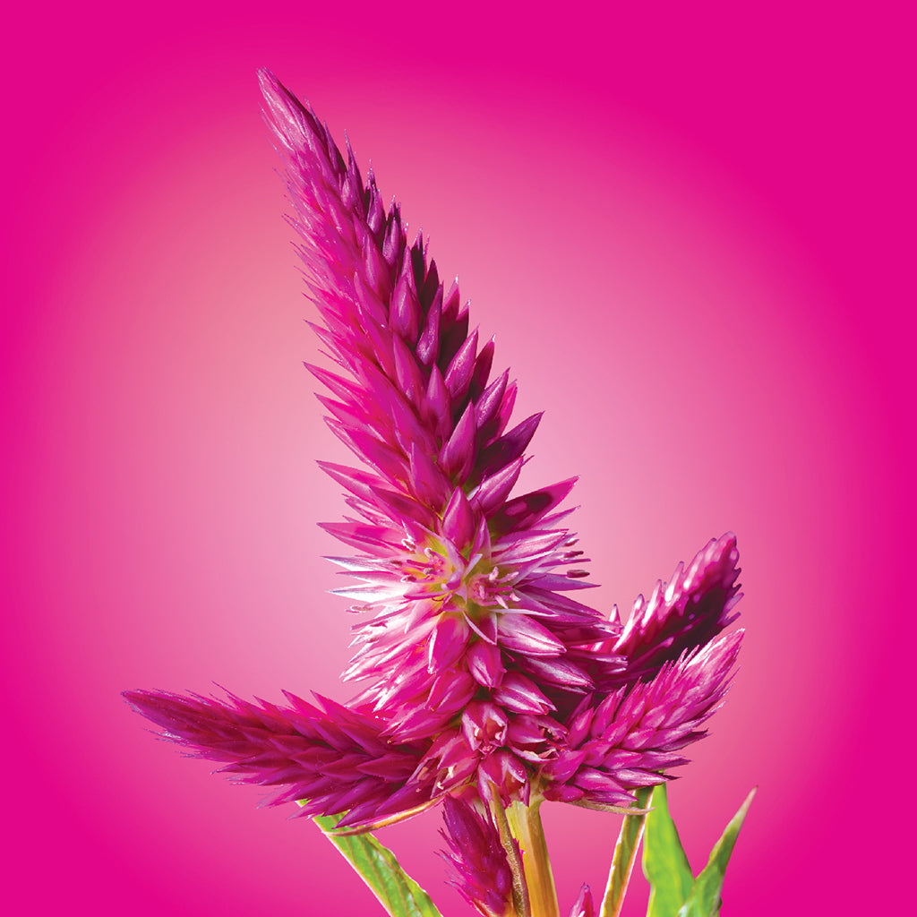 Taiwanese Celosia Flower Elixir