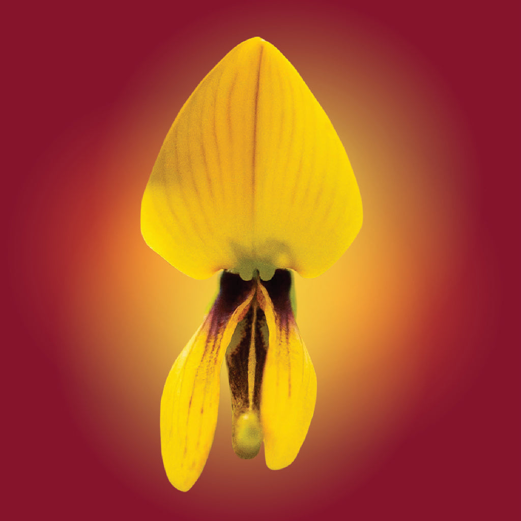 Taiwanese Wild Lily Flower Elixir