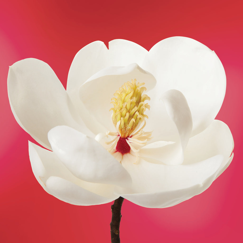 White Magnolia flower essence LOTUSWEI flower essences