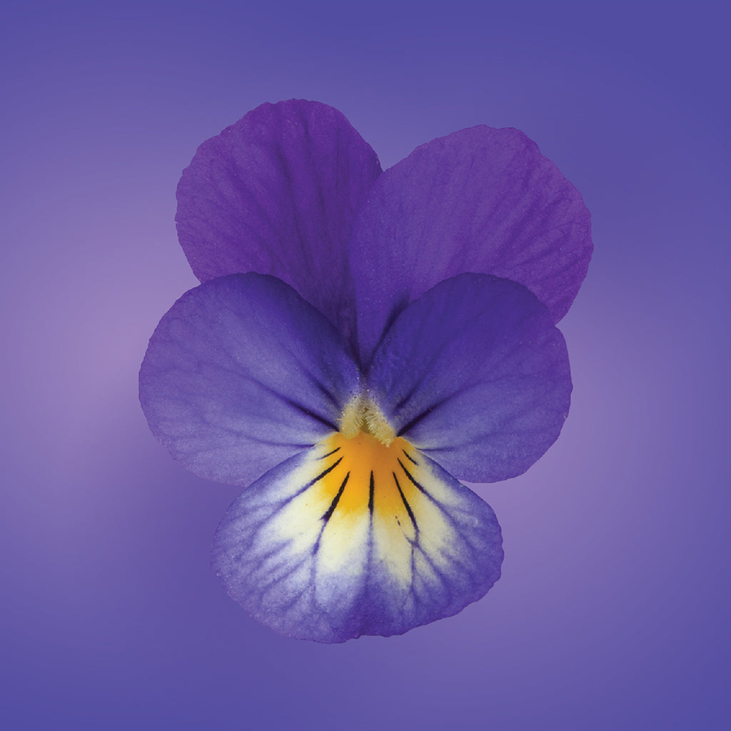 Wild Pansy Flower Essence Elixir LOTUSWEI