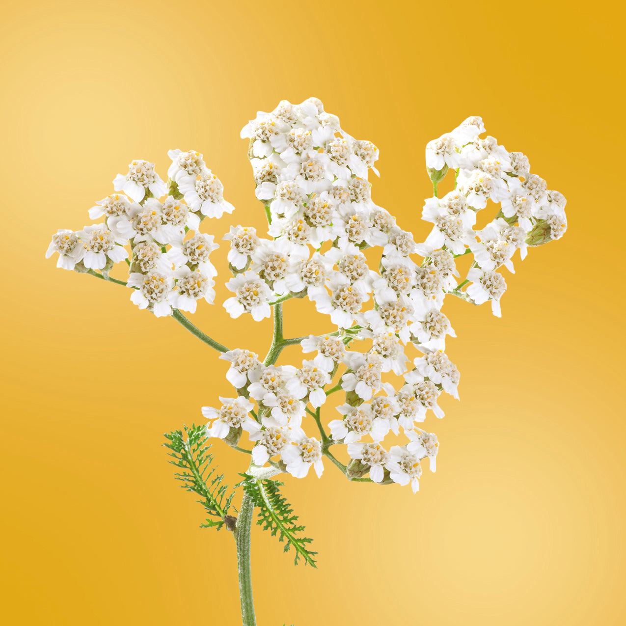 Yarrow LOTUSWEI flower essences 