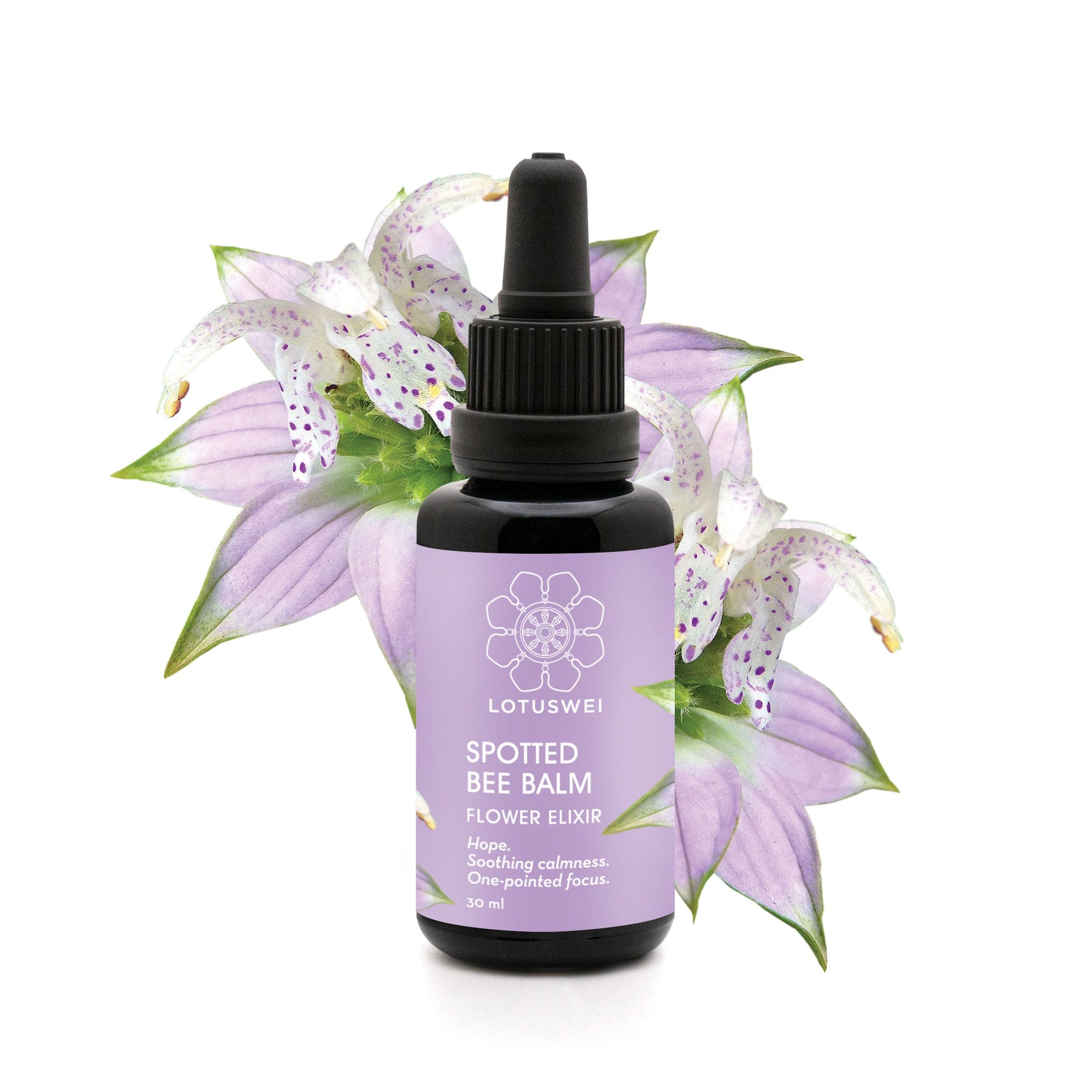 Spotted Bee Balm Elixir